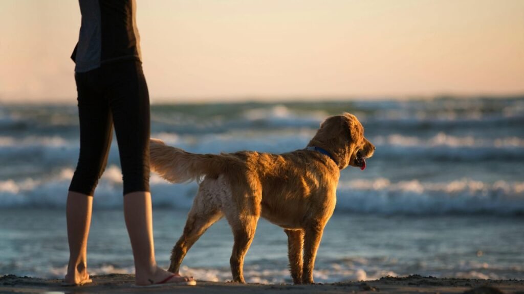 Ter um Animal de Estimação Pode Prolongar a Vida